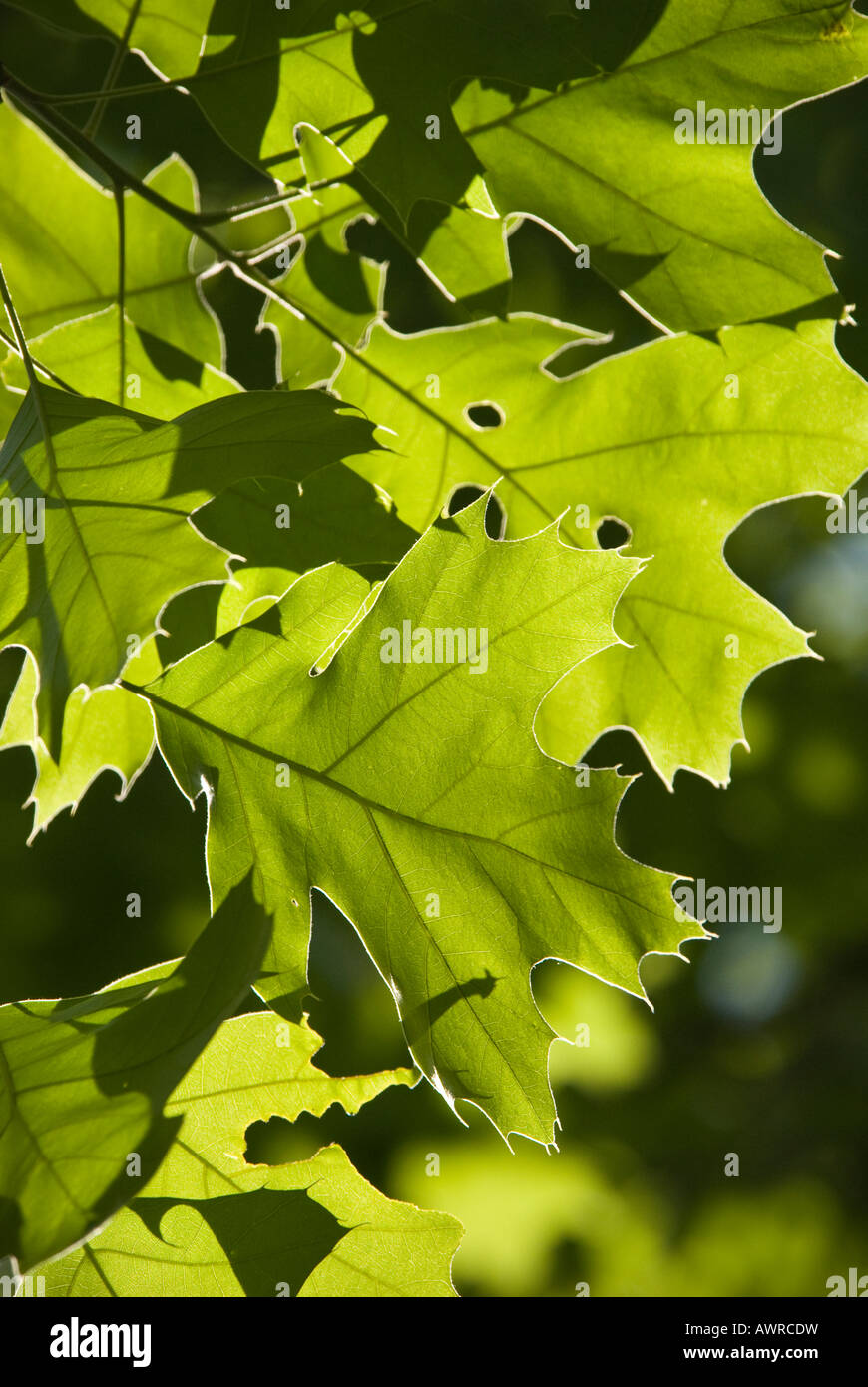 Les feuilles du chêne rouge Banque D'Images
