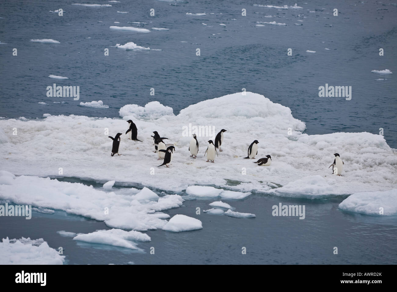 Adelie pingouins sur banquise antarctique dans son, mer de Weddell, l'Antarctique Banque D'Images