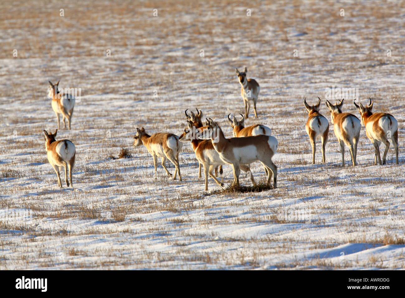 Troupeau de l'Antilope en hiver Banque D'Images