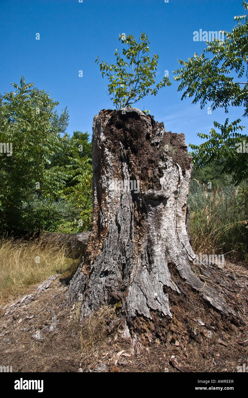 Une image d'un gros tronc d'arbre Michigan MI images photos grand format haute résolution gros plan USA US format vertical haute résolution Banque D'Images