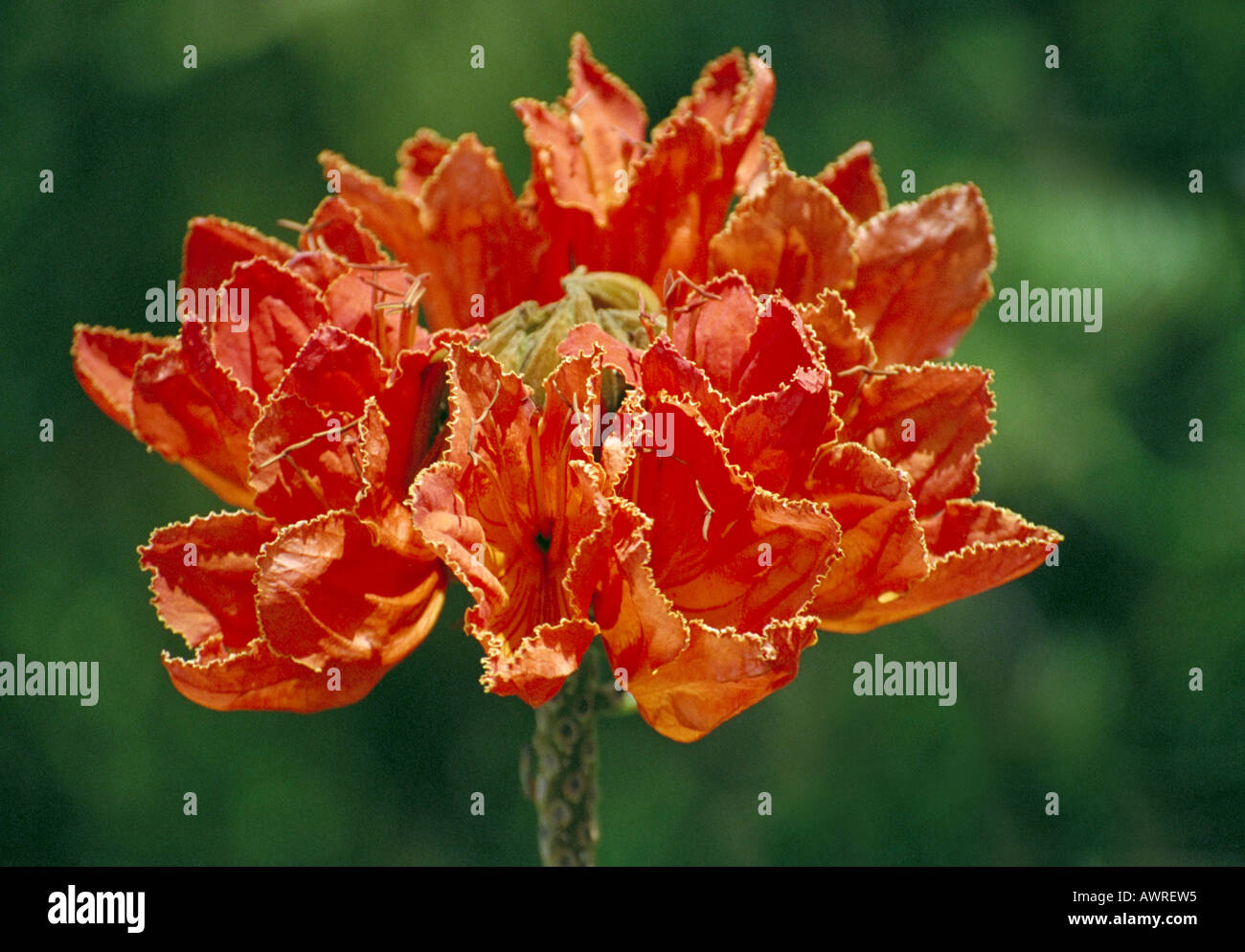 Fleur de l'arbre de tulipe africain, Spathodea campanulata Banque D'Images