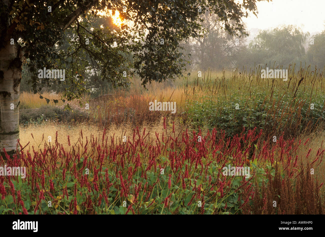 Pensthorpe jardin du millénaire Automne Norfolk mist Persicaria herbes graines frontière Banque D'Images