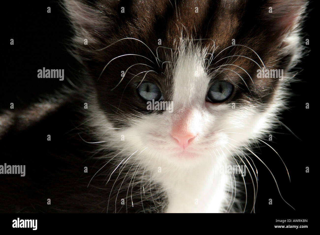 Un noir et blanc 6 semaine chaton aux yeux bleus Banque D'Images
