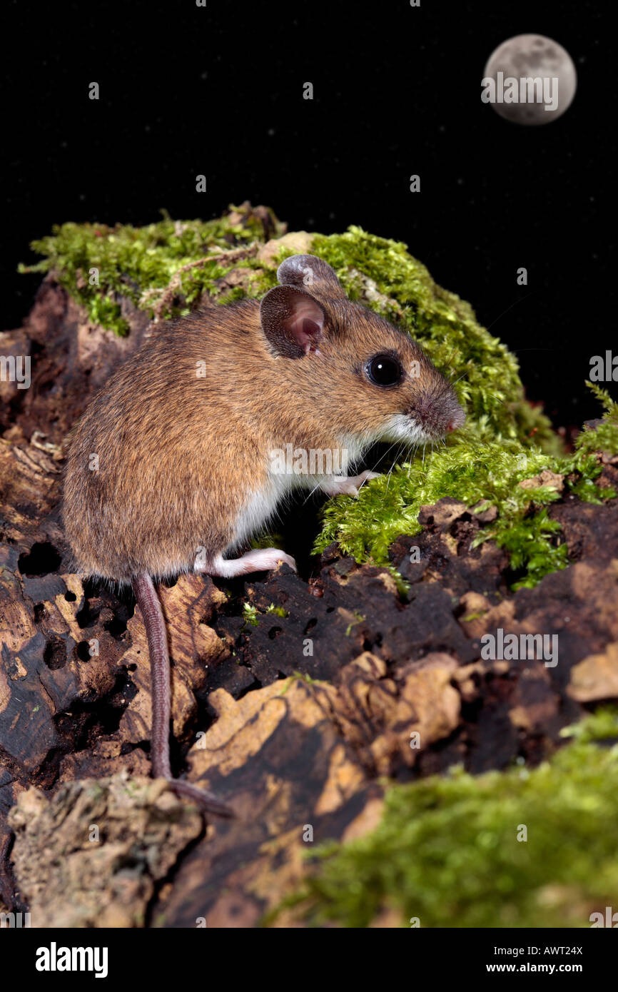 Bois à longue queue de la souris La souris de champ Apodemus sylvaticus sur se connecter à Potton alerte Bedfordshire Banque D'Images