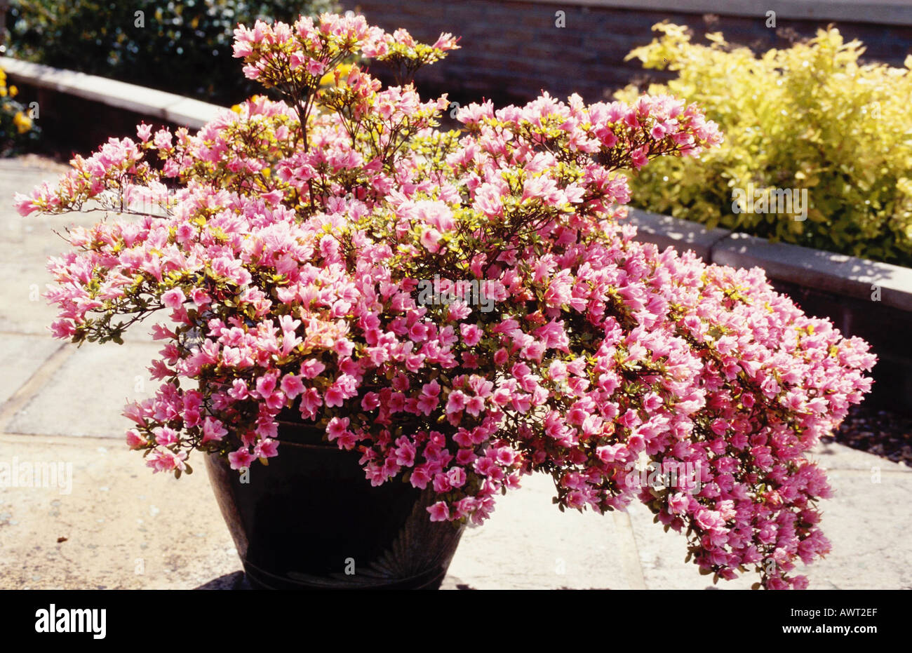 Azalia japonais - Rhododendron nippon. Banque D'Images