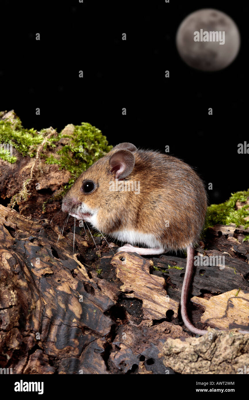 Bois à longue queue de la souris La souris de champ Apodemus sylvaticus sur se connecter à Potton alerte Bedfordshire Banque D'Images