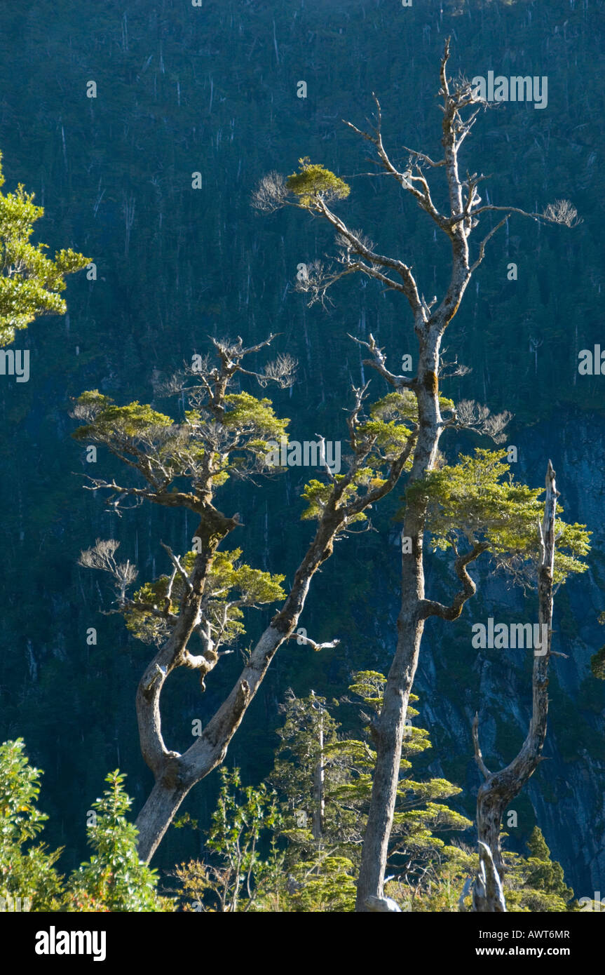 Arbre généalogique Coihue ou le sud de l'Hêtre (Nothofagus dombeyi) Parc National Alerce Alpino, CHILI Banque D'Images