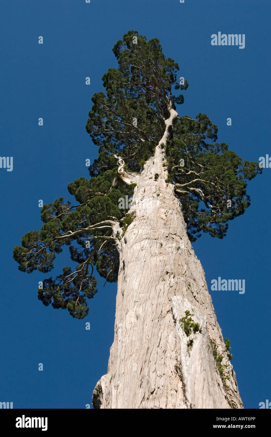Arbre généalogique Alerce (Fitzroya cupressoides), sauvage Parc national Alerce Alpino, CHILI Banque D'Images