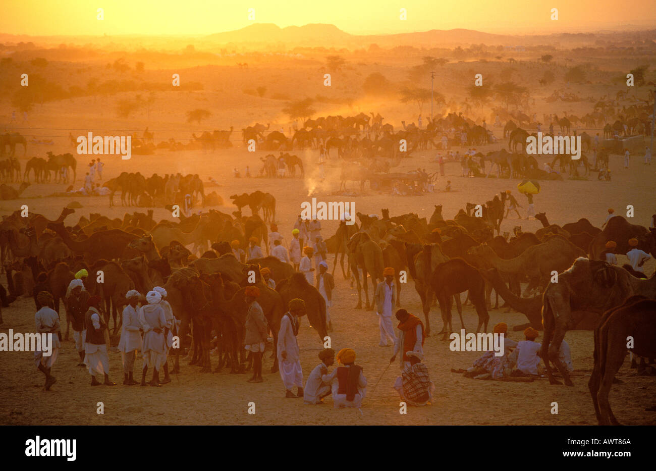 Coucher de soleil sur le champ de foire de chameau à Pushkar qui se trouve dans le désert de Thar Rajasthan Inde Banque D'Images
