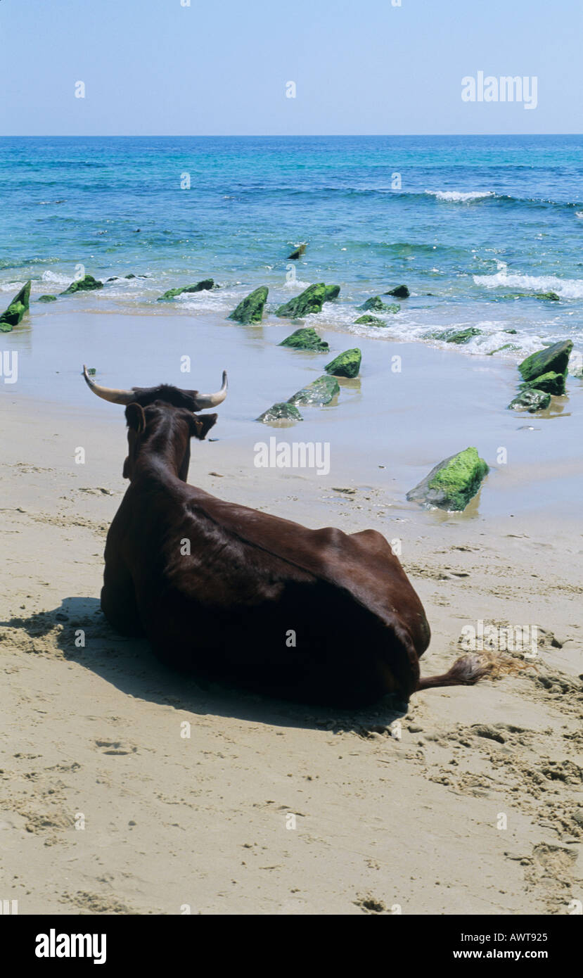 Vache sur plage Costa de la Luz, près de plage de Bolonia Tarifa Andalousie Andalousie Espagne Banque D'Images