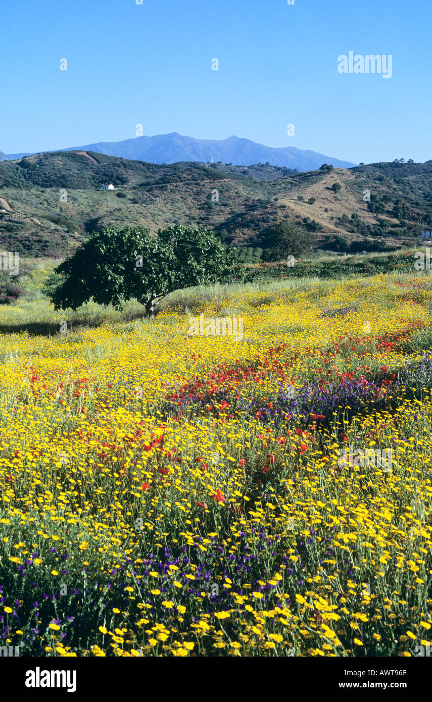 Andalousie, Espagne, scène rurale, des champs de fleurs sauvages colorées.dynamique des couleurs Banque D'Images