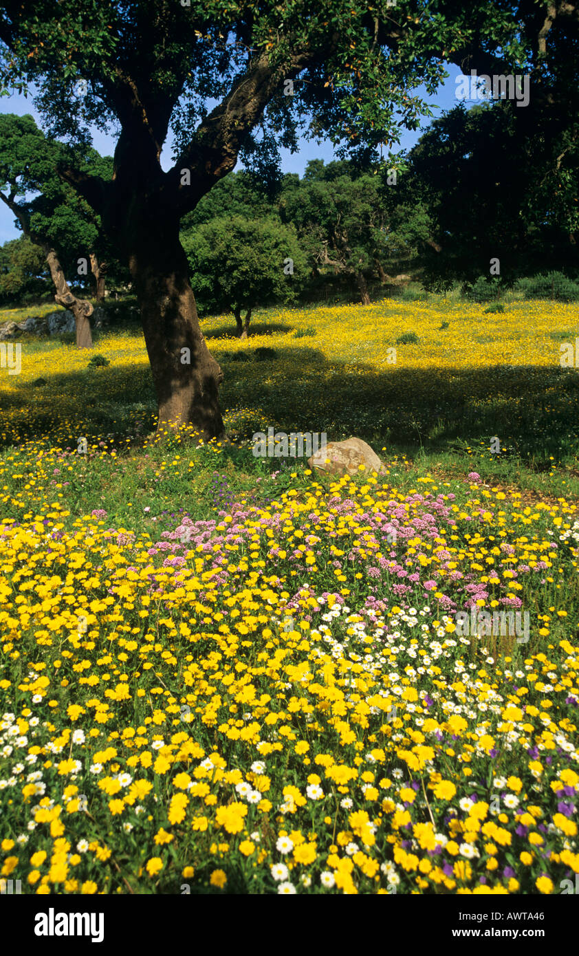 Jaune Campagne fleurs sauvages et arbres de chêne-liège, Andalousie, espagne. Banque D'Images