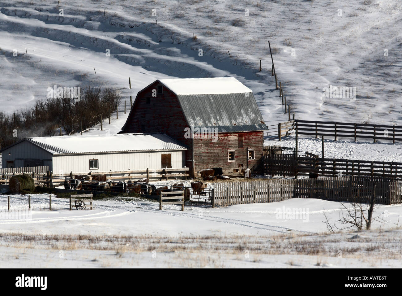 Les régions rurales de l'Alberta scène d'hiver Banque D'Images