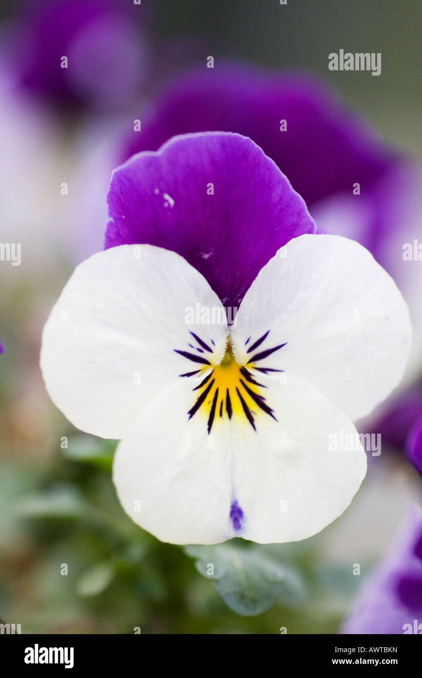 Le bleu et le blanc fleur violette, Viola Cornuta Photo Stock - Alamy