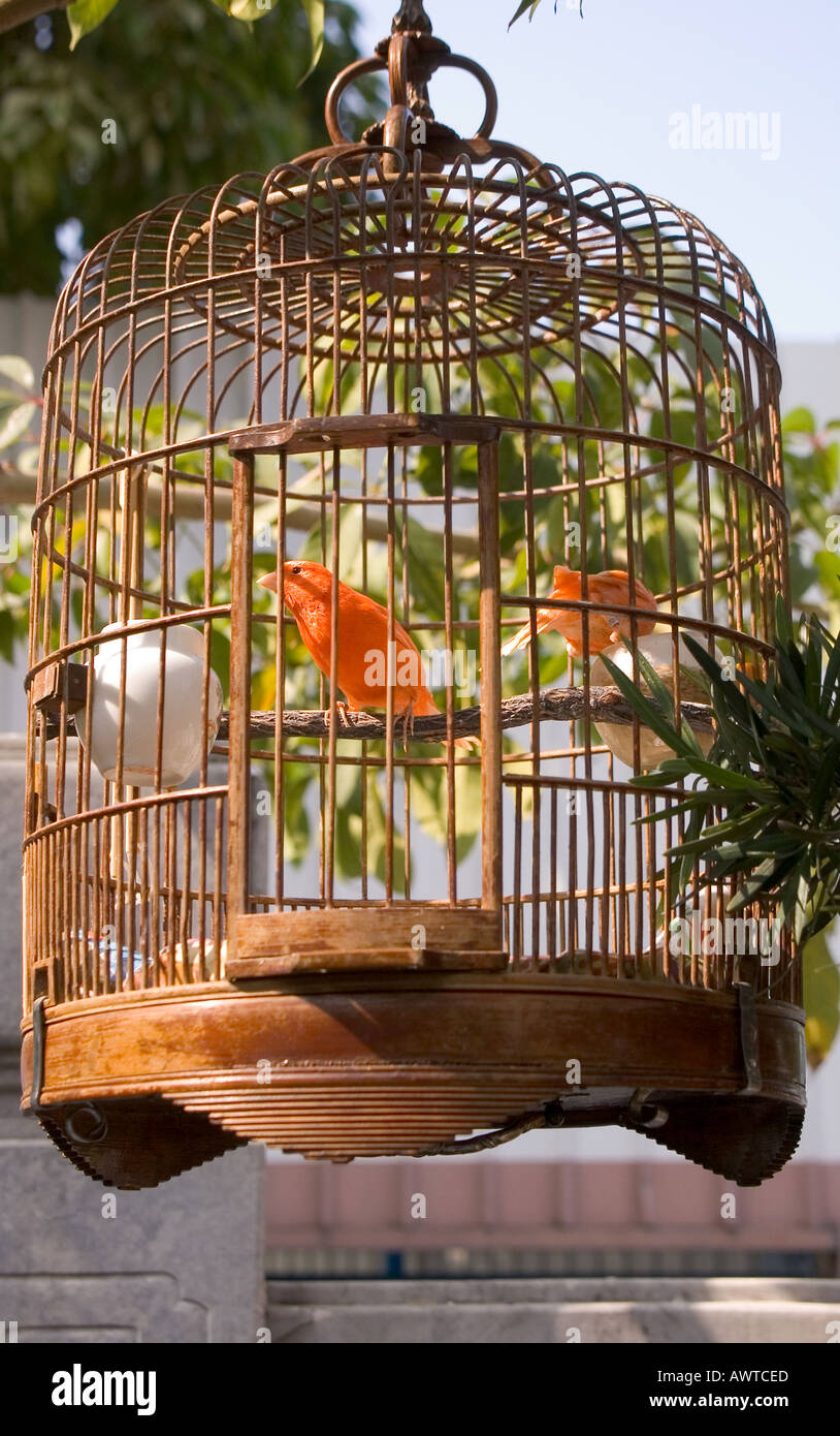 La cage à oiseaux Banque de photographies et d'images à haute résolution -  Alamy