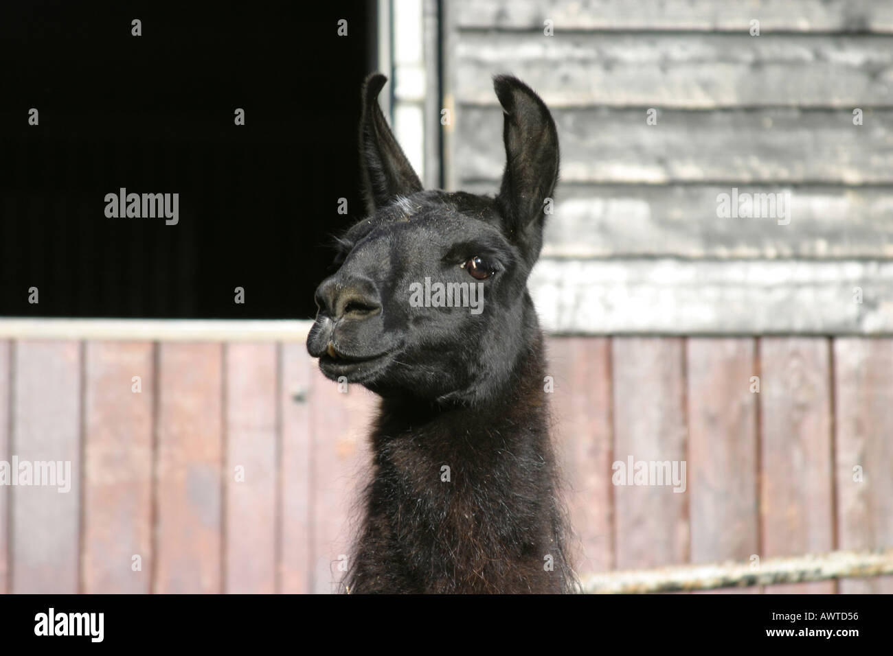 Llama noir Banque D'Images