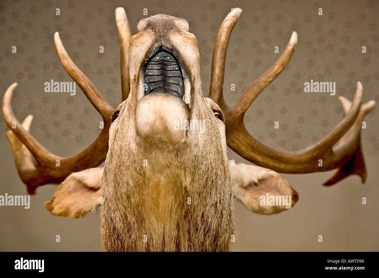 Red Deer stag close up Banque D'Images
