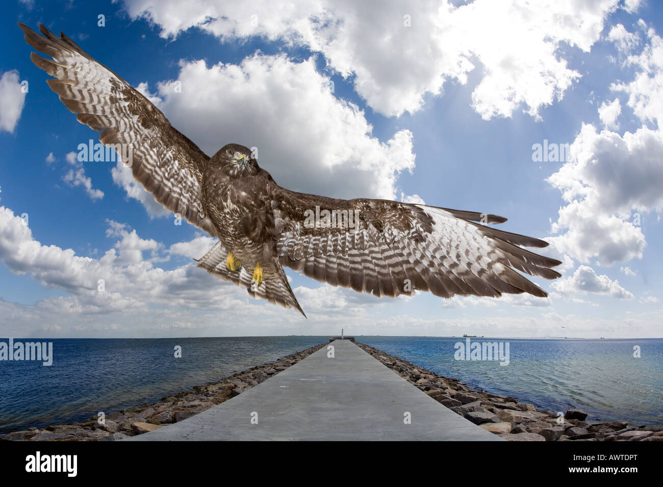 Vol de buse Banque D'Images