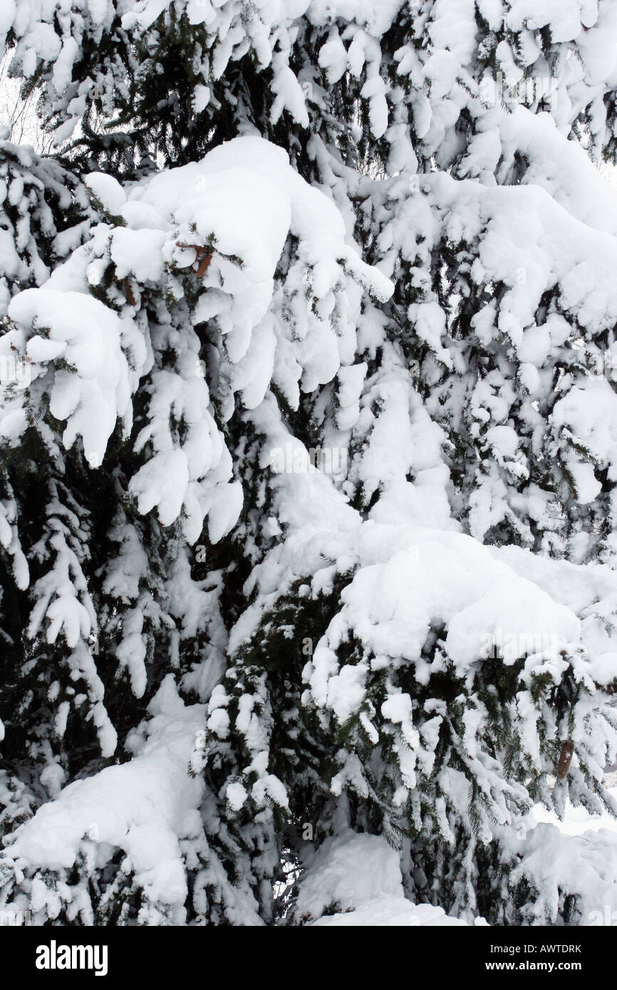 Flexion de l'arbre sous le poids de la neige sur recentl au cours d'un hiver au Wisconsin Banque D'Images