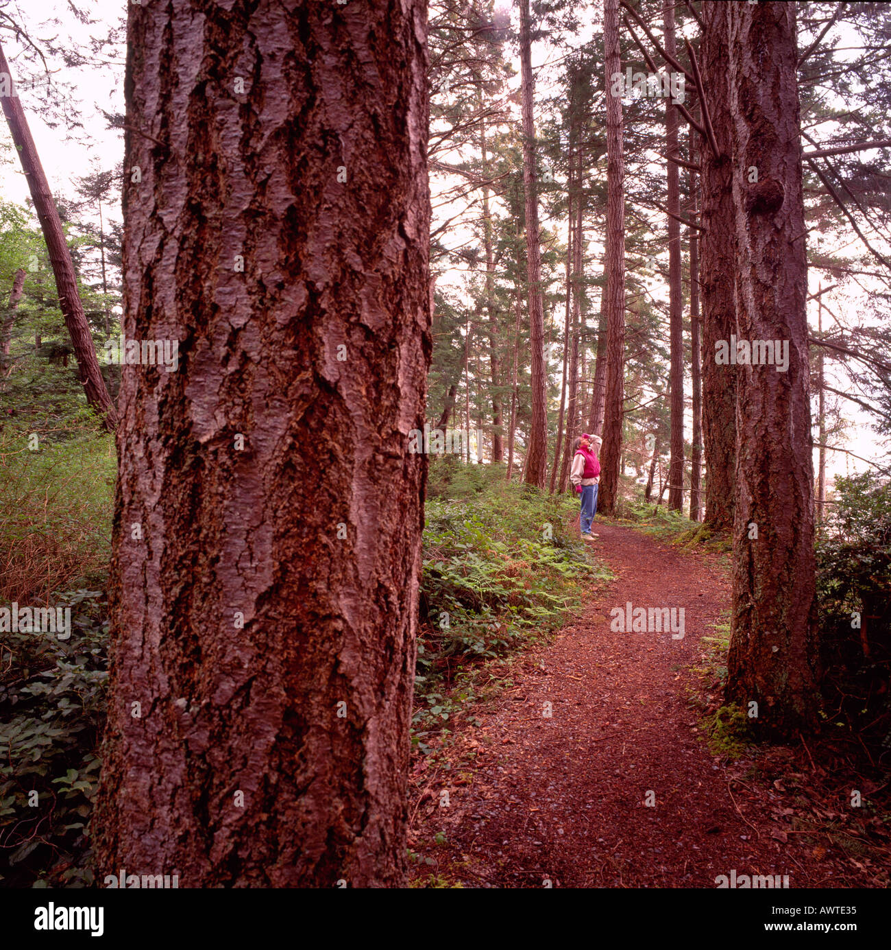 Chemin de randonnée à travers Sapins de Douglas (Pseudotsuga menziesii) dans des forêts pluviales tempérées de la côte ouest, en Colombie-Britannique, British Columbia, Canada Banque D'Images