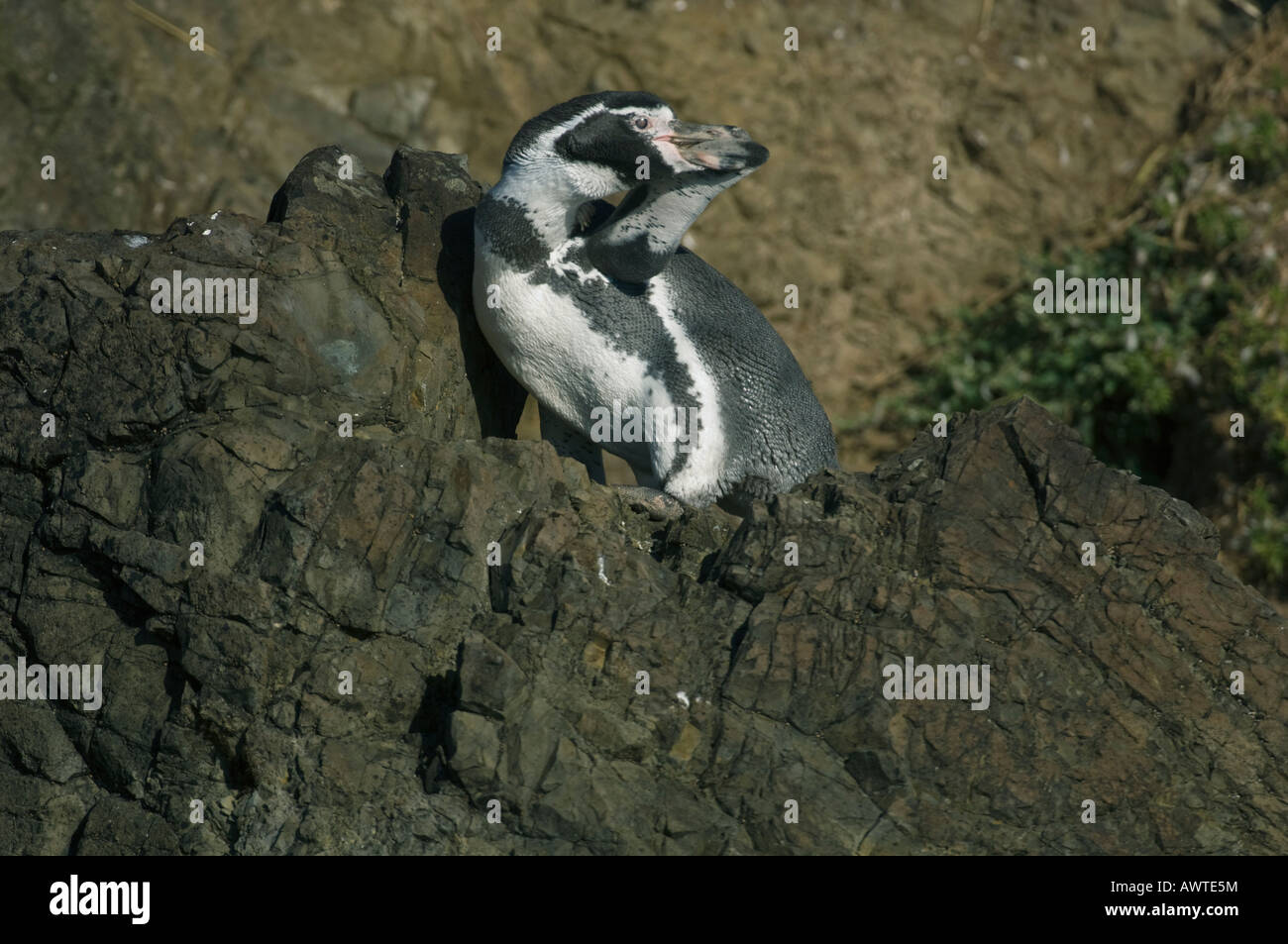 Manchot de Humboldt (Spheniscus humboldti) en voie de disparition, Isla Chiloé, Chili Banque D'Images