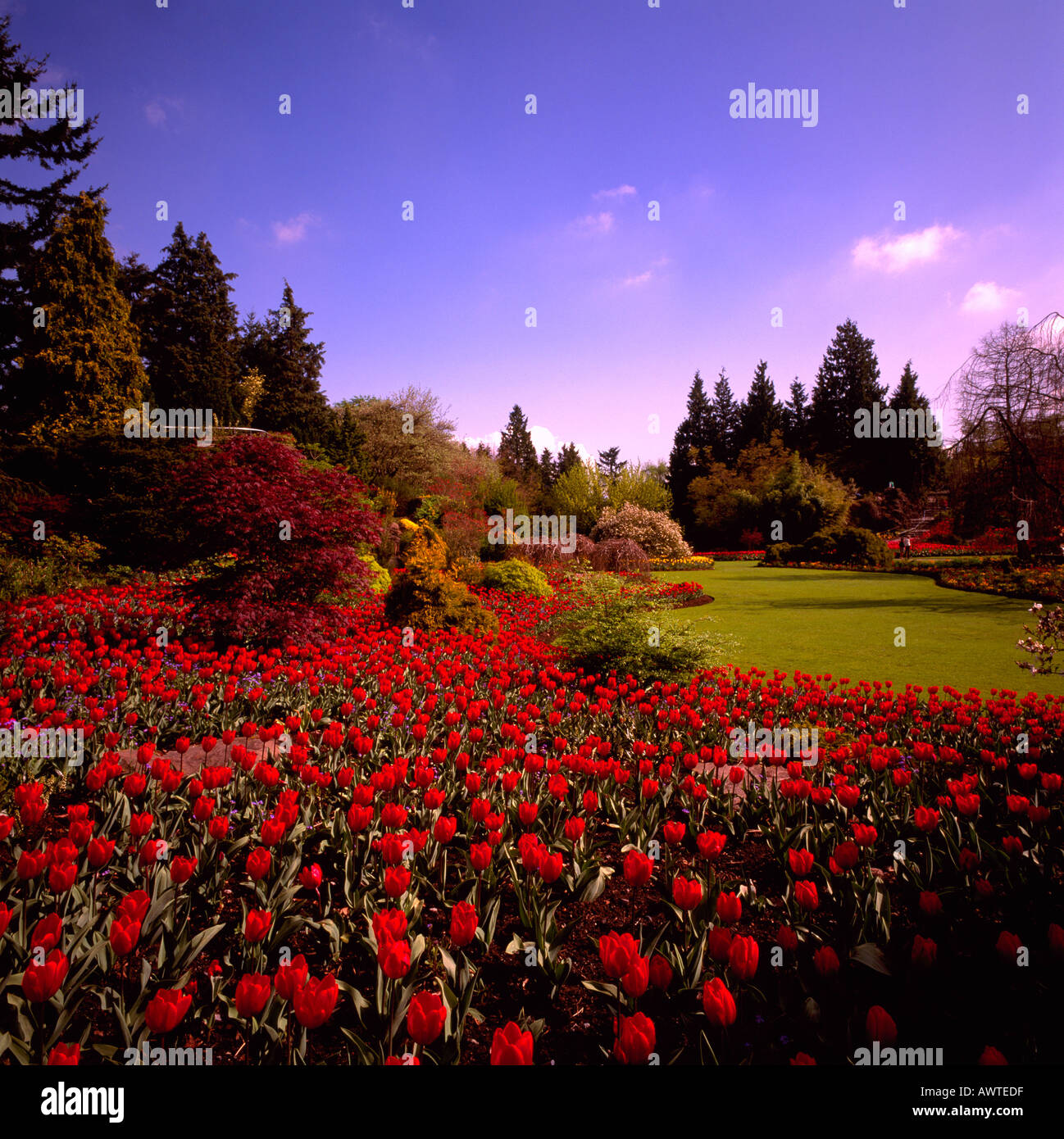 Tulipes rouges en fleurs dans le parc Queen Elizabeth Vancouver British Columbia Canada Banque D'Images