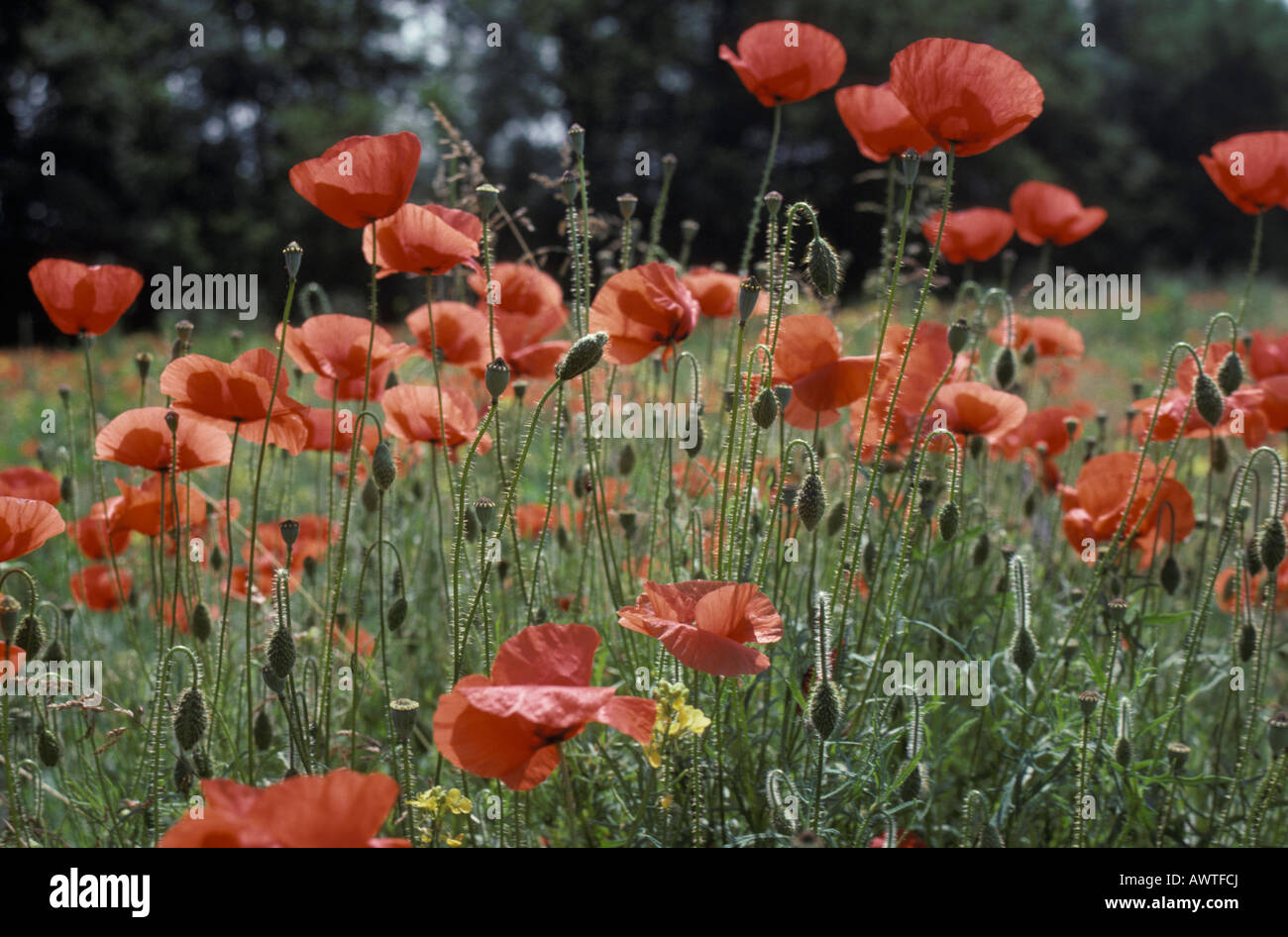 Champs de coquelicot commun Klatschmohn Pavot Rouge Coquelicot Pavot Champ Coquelicot Papaver rhoeas Flandre Arzneipflanzen annuel blo Banque D'Images