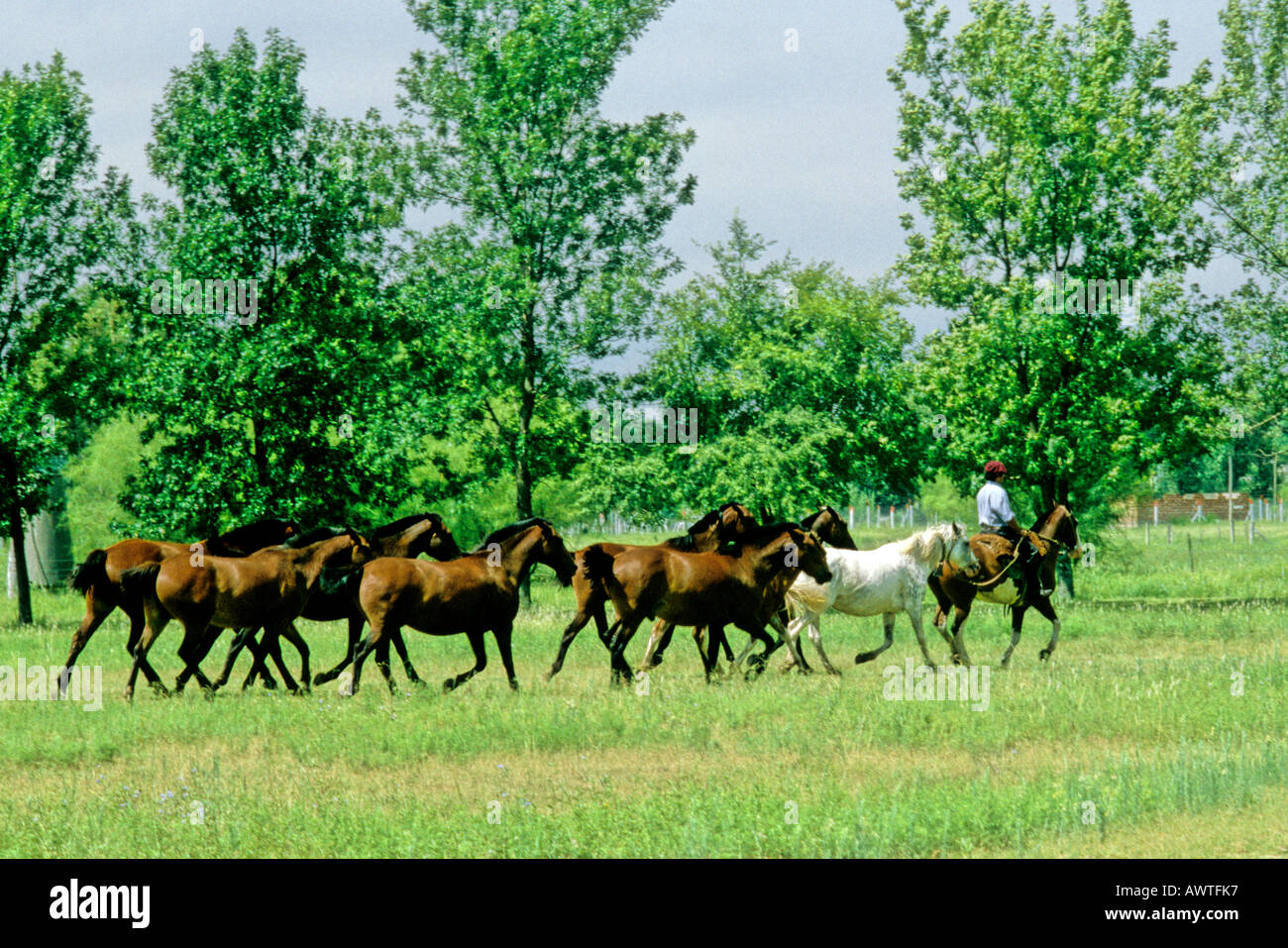 Les chevaux à la maison avec le Gaucho, la pampa, Argentine Banque D'Images