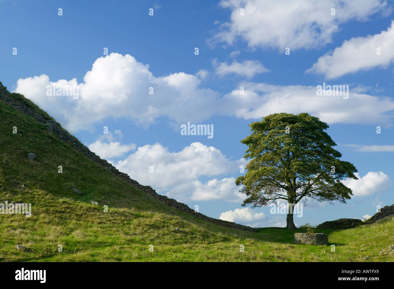 Sycamore Gap sur mur d'Hadrien, près de une fois préparé, Northumberland, England, UK Banque D'Images