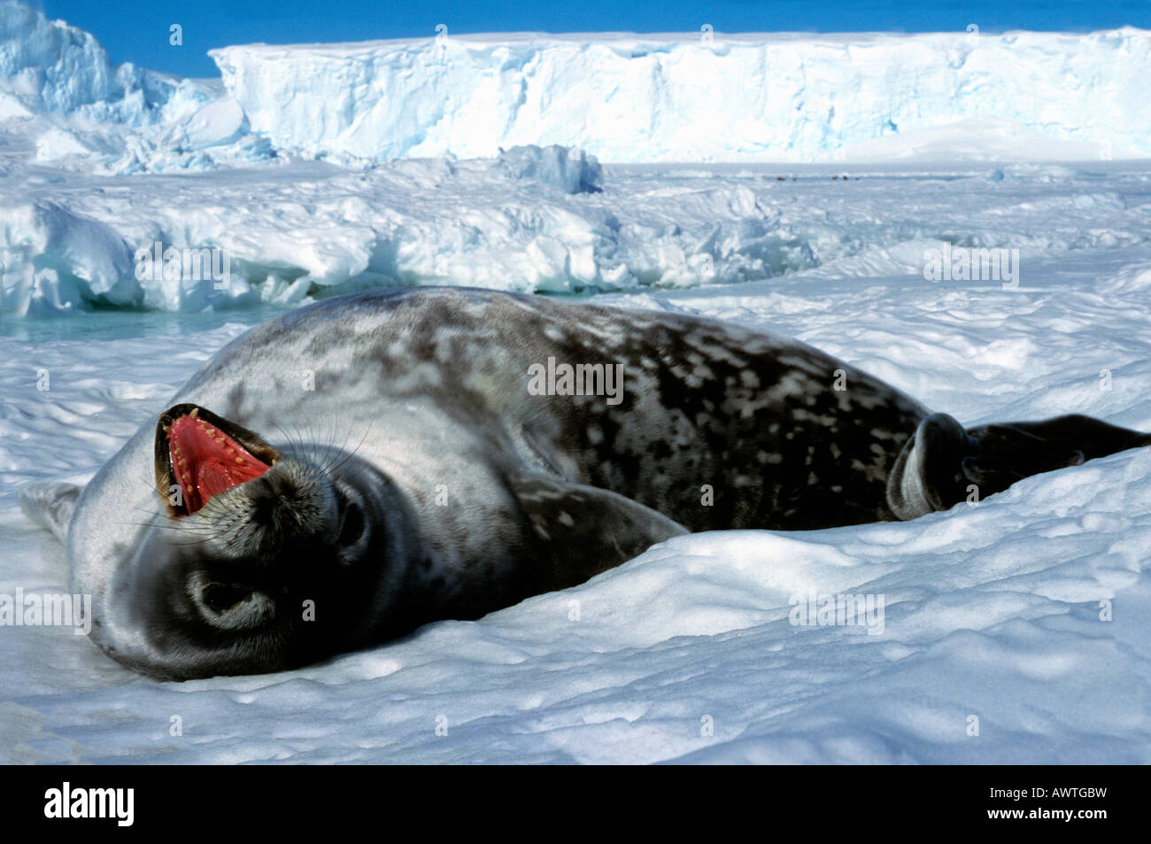 Phoque de Weddell weddell Seal Leptonychotes weddelli Antarctique Antarctique animal animaux adultes bêtes de proie forma horizontale Banque D'Images