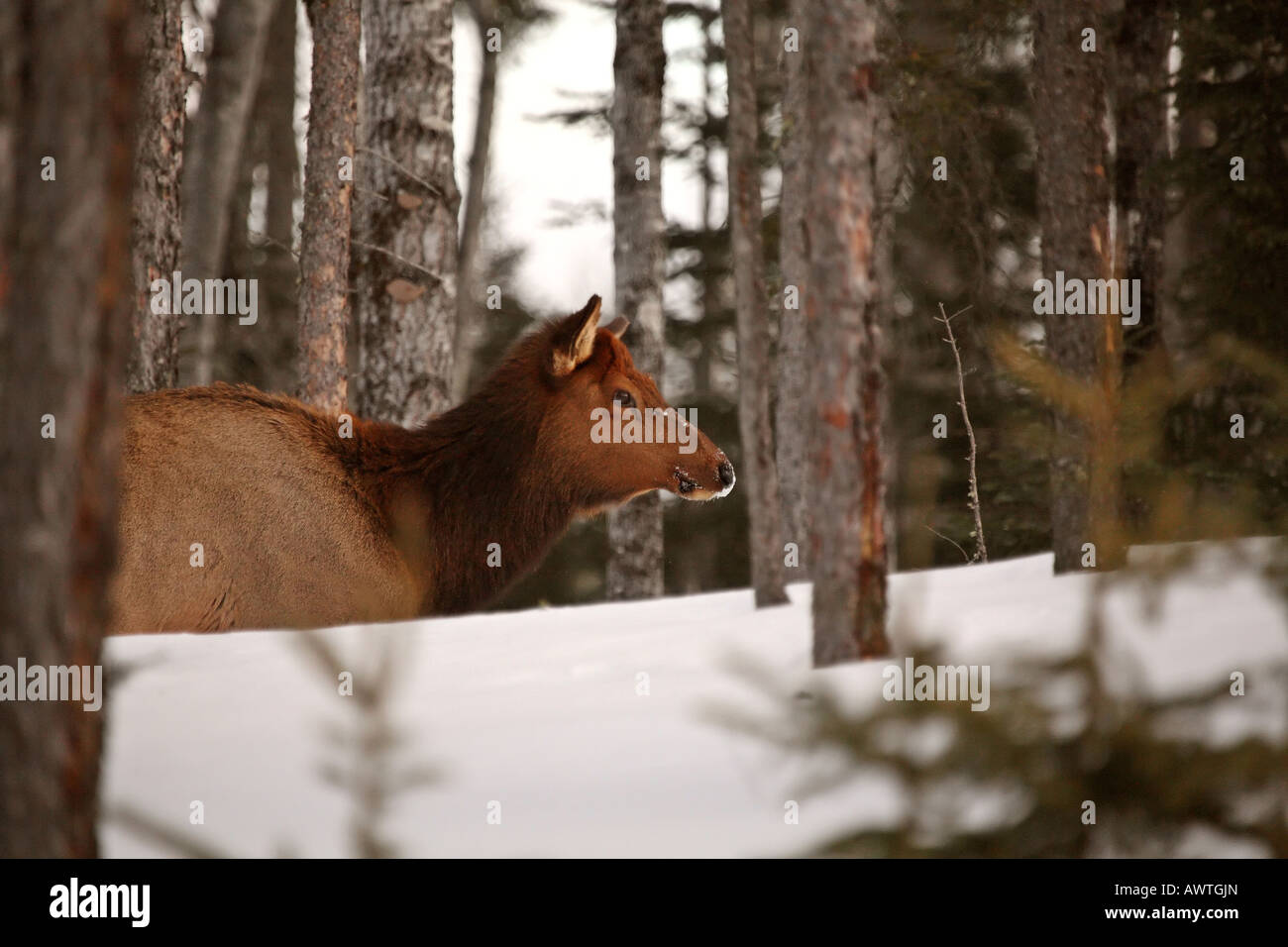 Wapiti en hiver Banque D'Images