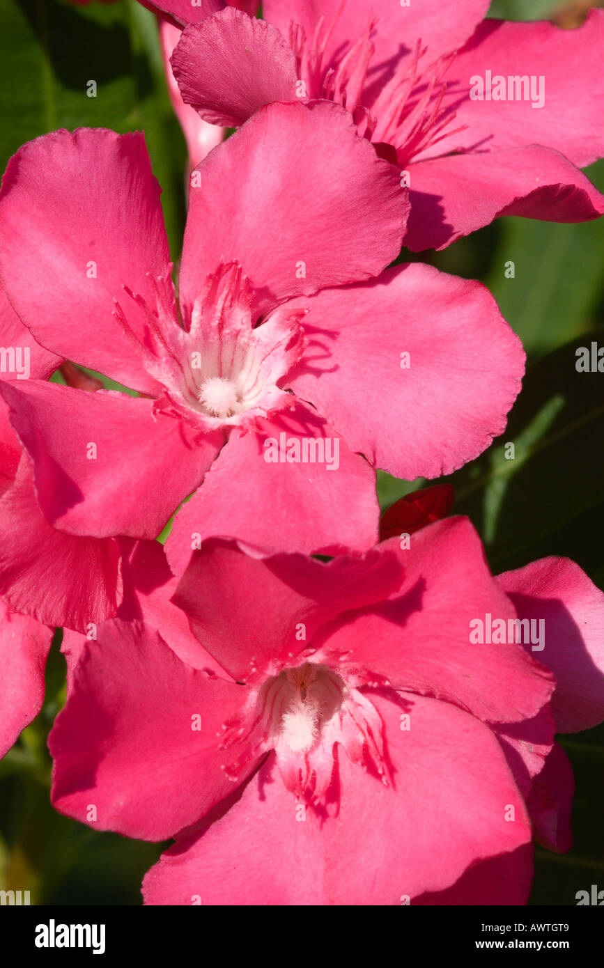 Fleurs de lauriers roses Banque D'Images