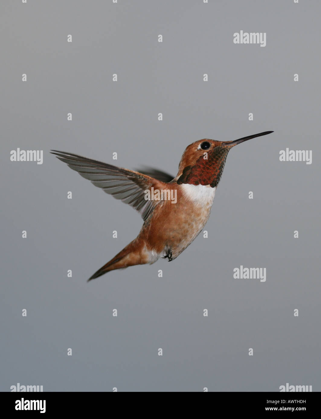 Hummingbird mâle roux en vol avec des ailes arrière et le fond de ciel gris Banque D'Images
