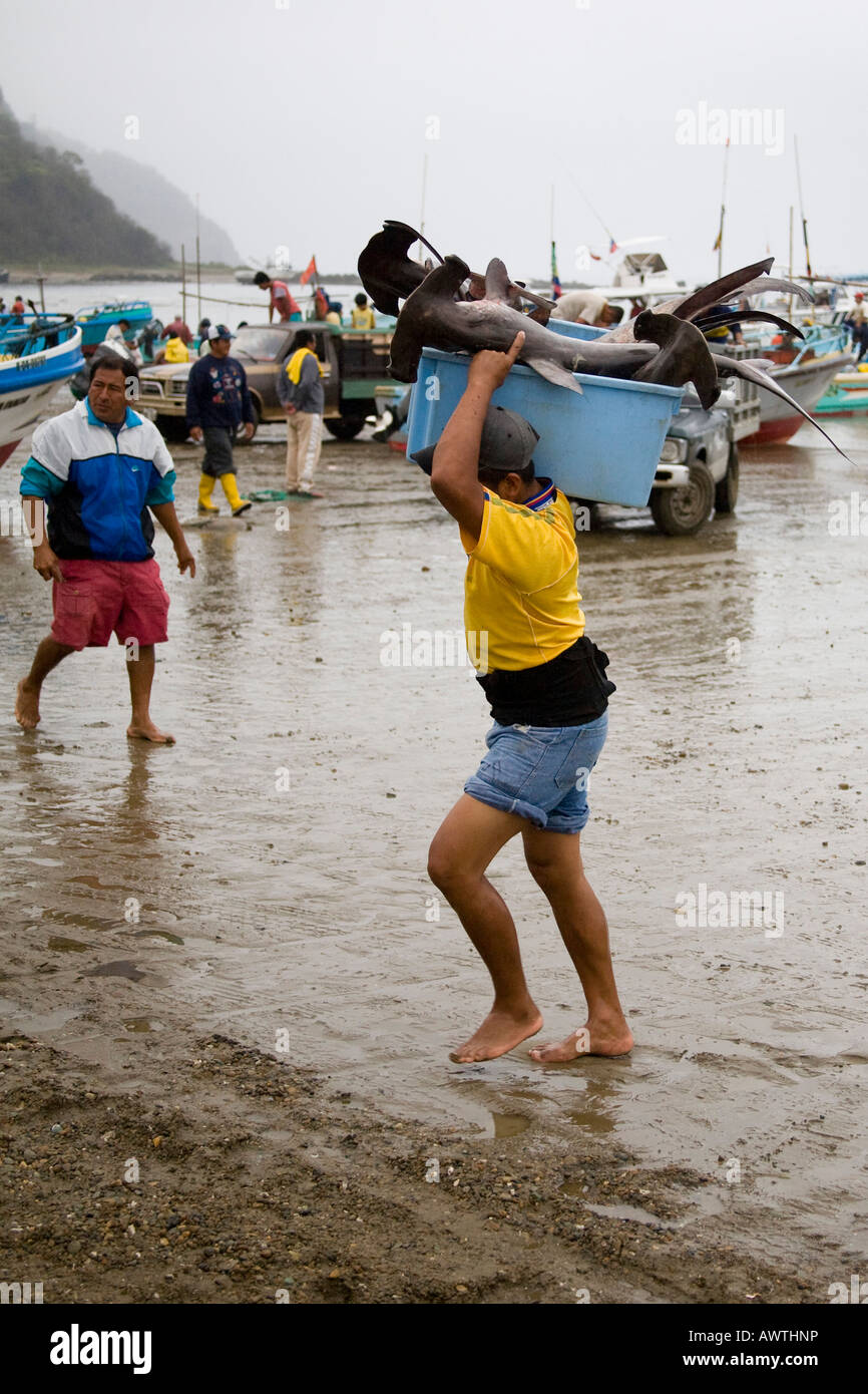 Port de pêche pêcheur de retourner à la plage. Puerto Lopez, Équateur. L'homme avec beaucoup de poissons requins-marteaux dans l'encadré sur l'épaule Banque D'Images