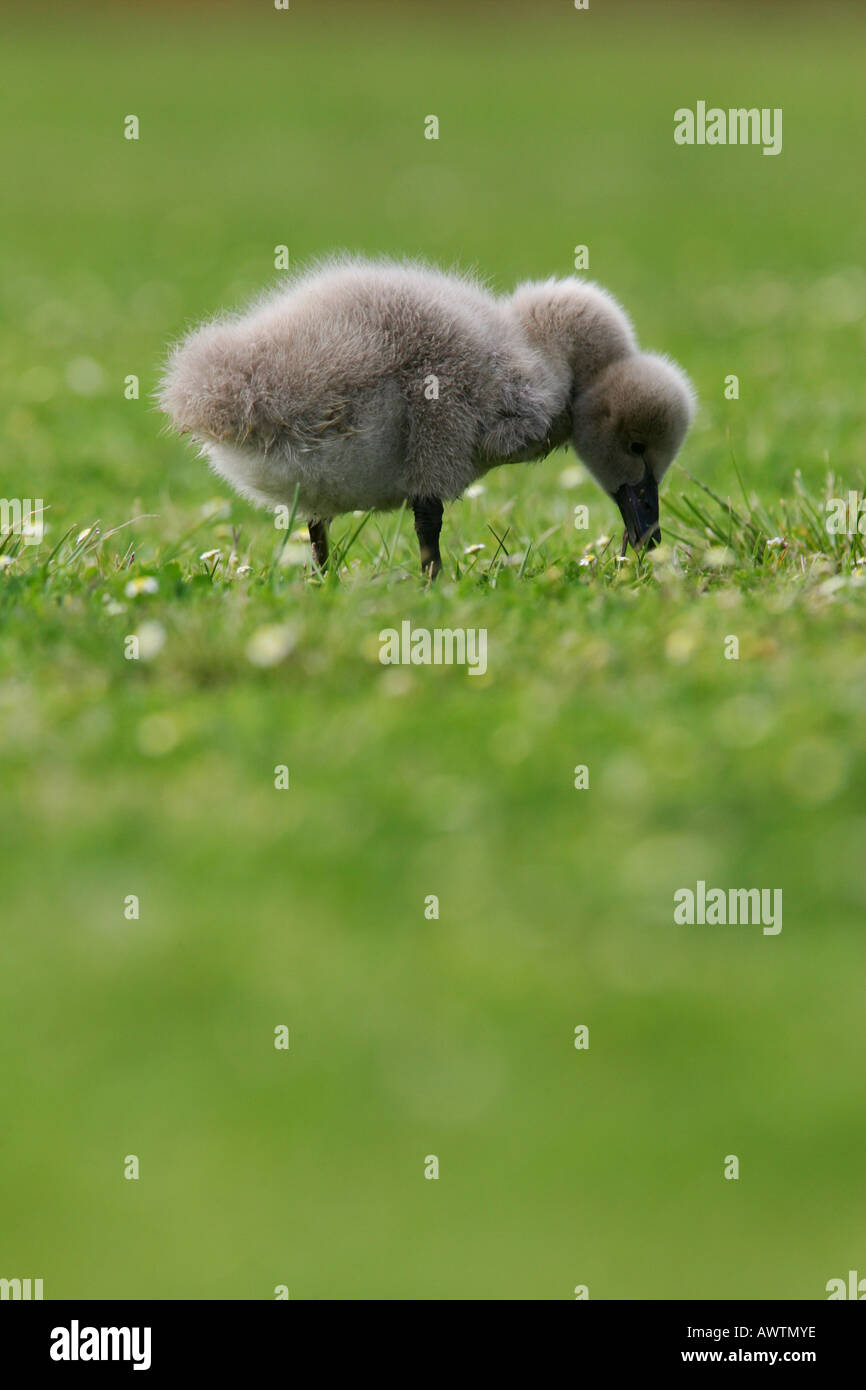 Un Bebe Cygne Noir Poussin Photo Stock Alamy Un Bebe Cygne Noir Poussin Photo Stock Alamy