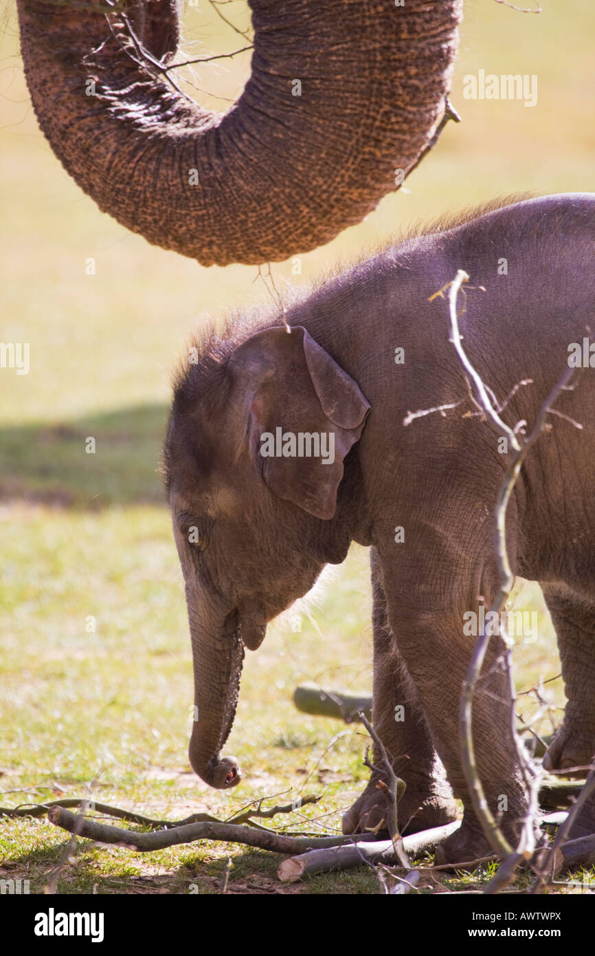 L'alimentation de l'éléphant d'Asie,Bedfordshire, Angleterre, Royaume-Uni Banque D'Images