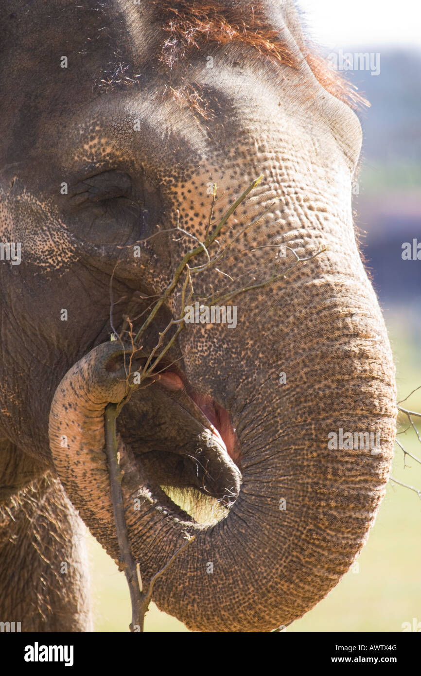 L'alimentation de l'éléphant d'Asie,Bedfordshire, Angleterre, Royaume-Uni Banque D'Images