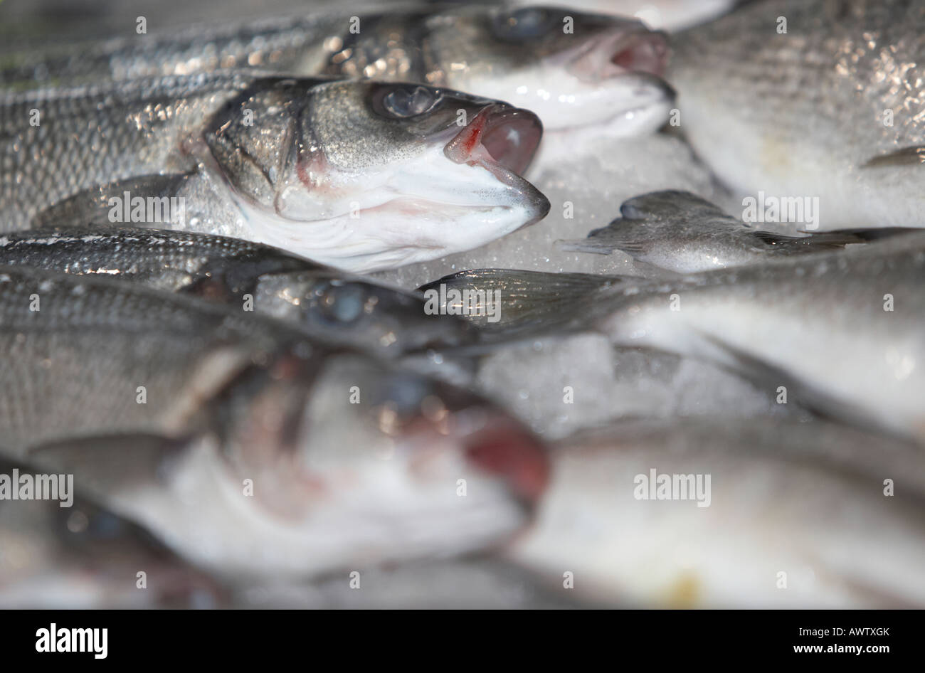Poisson bar entassés sur un étal de poisson frais poissonnerie à un marché couvert Banque D'Images