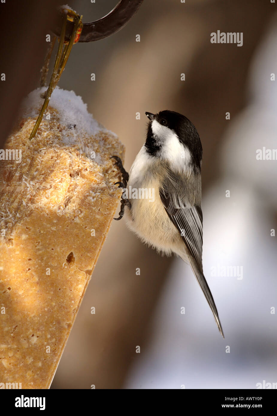 Mésange noire perchée sur feeder Banque D'Images