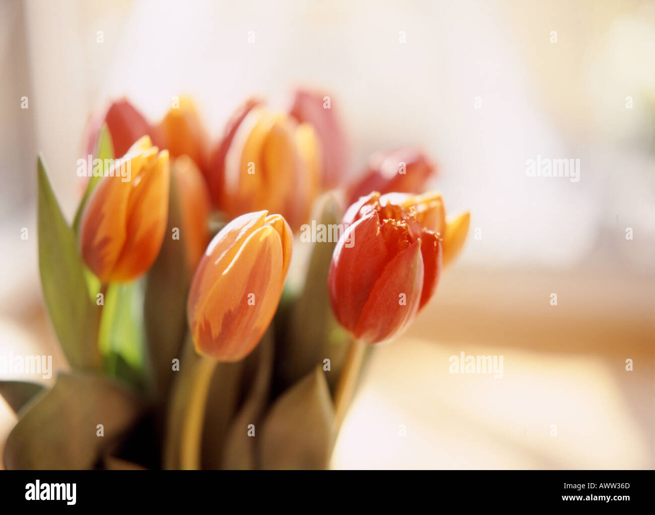 Fleurs de tulipe, close-up Banque D'Images