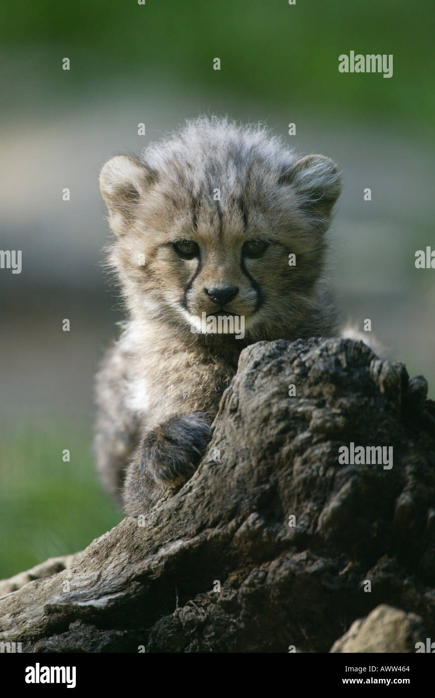 Jeune guépard - Acinonyx jubatus Banque D'Images