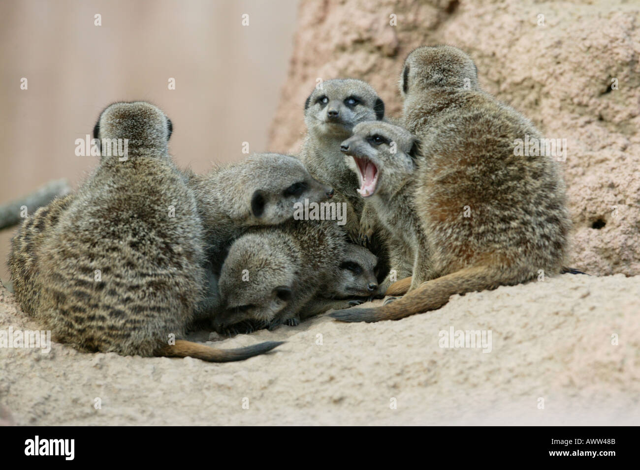 Homme de la Terre - Groupe de suricates Suricata suricatta Banque D'Images