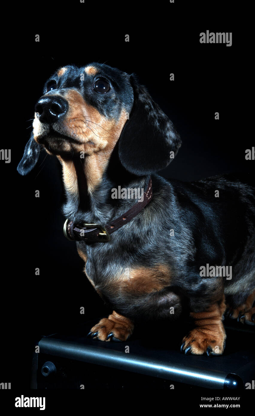 Teckel miniature (chien saucisse) assis sur un étui de voyage Banque D'Images