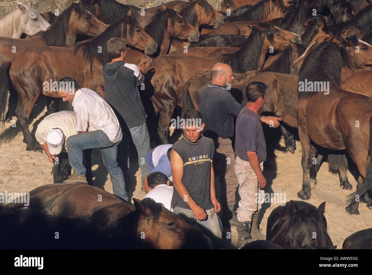 Bergers locaux choisir les chevaux pour couper leurs manes durant la RAPA DAS BESTAS évènement à Sabucedo Galice Espagne Banque D'Images