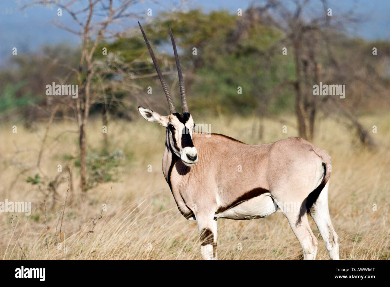 Oryx de beisa (Oryx gazella beisa), Parc national Awash, en Éthiopie, l'Afrique Banque D'Images