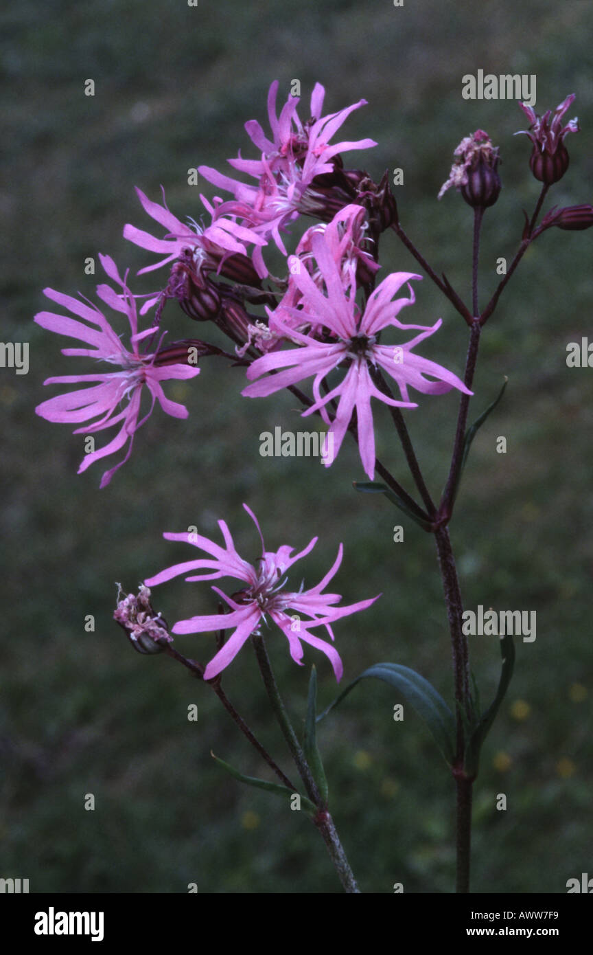 Ragged Robin, Lychnis flos cuculi Banque D'Images