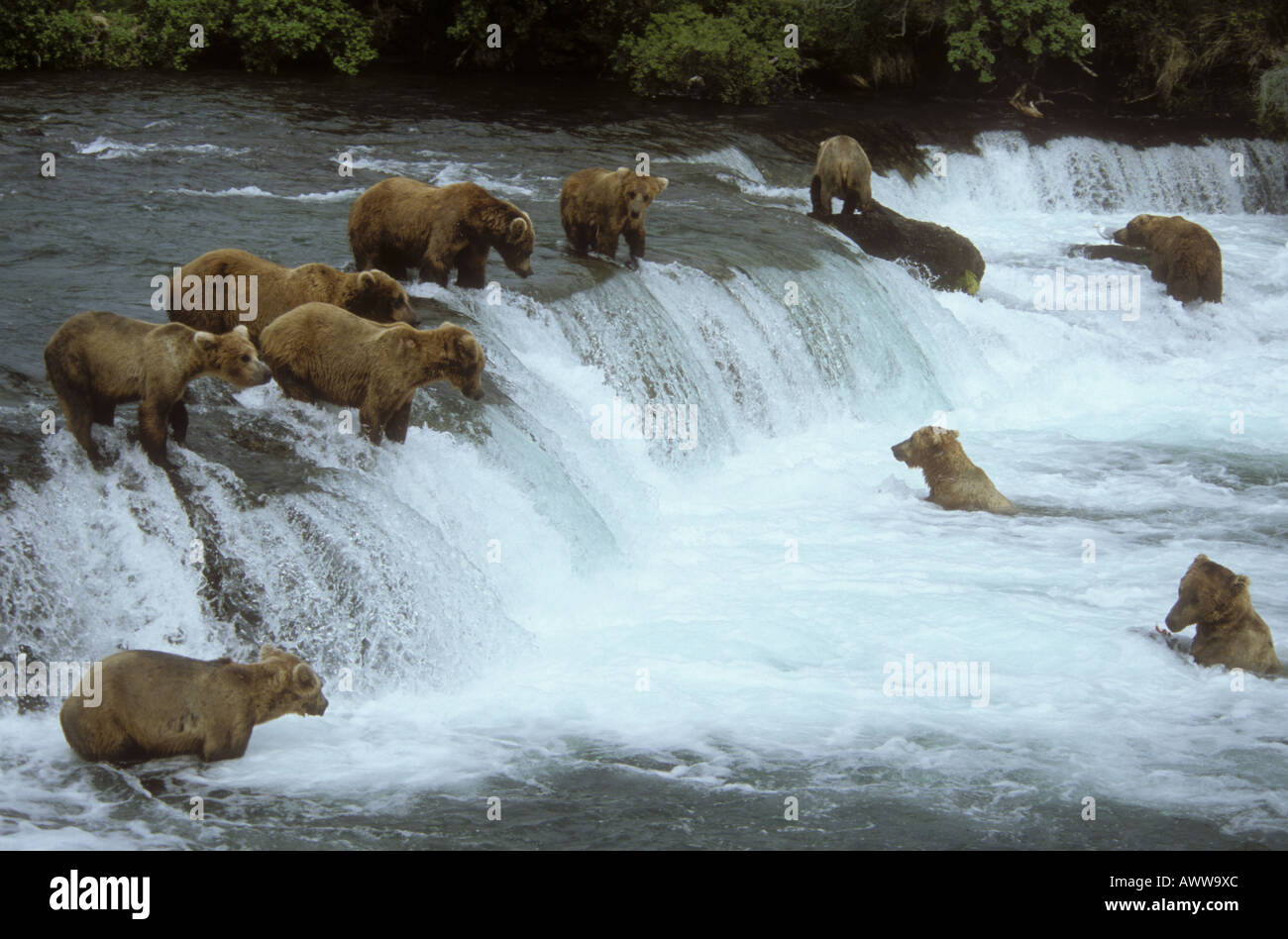 Ours brun (Ursus arctos) la pêche du saumon rouge sur Brooks Fallls katmai National Park Alaska USA Banque D'Images