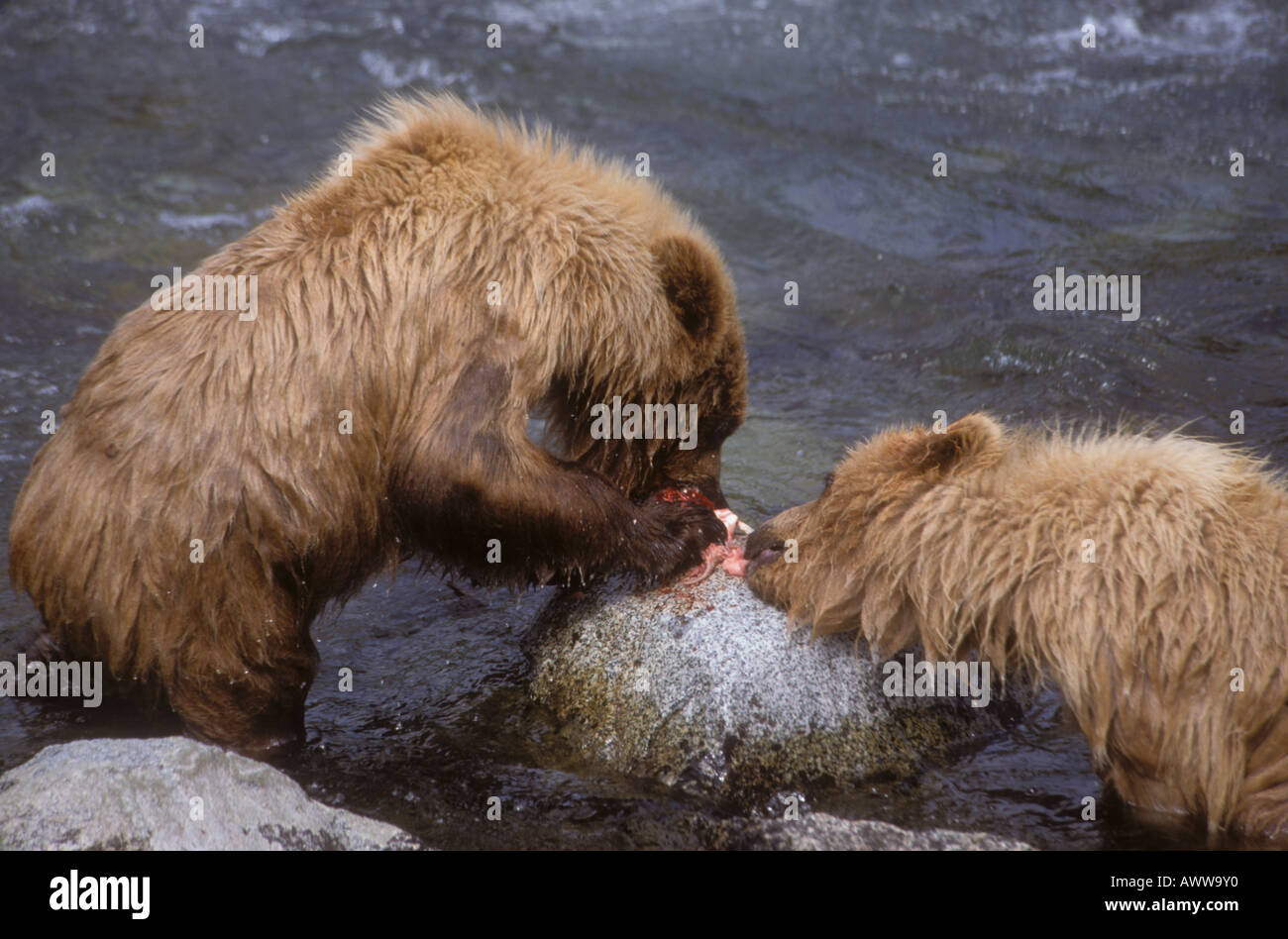 Petits Ours brun (Ursus arctos) manger du saumon rouge de la rivière Brooks en Alaska Katmai National Park Banque D'Images