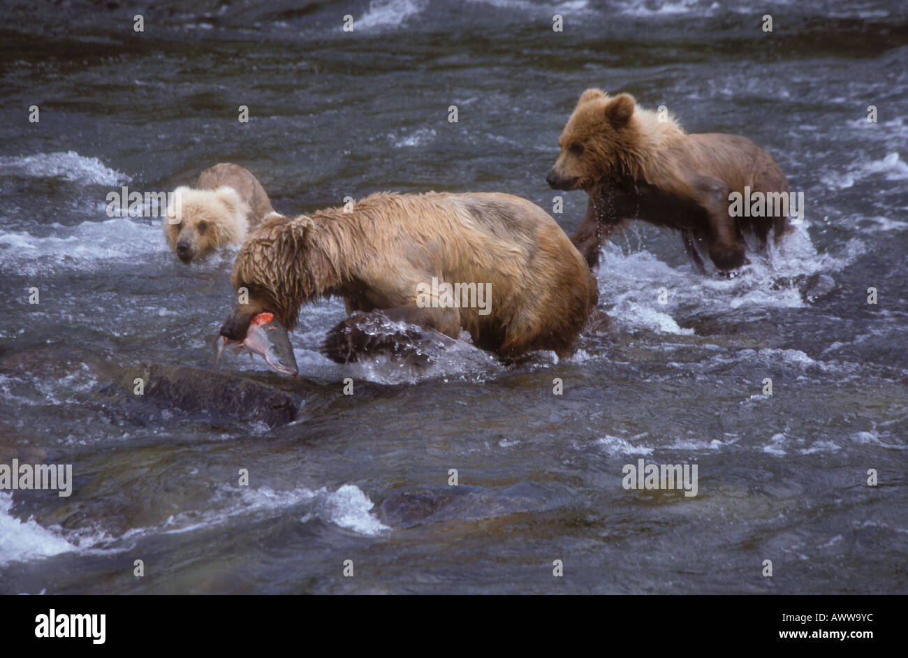 Mère de l'ours brun avec du saumon et des lits d'oursons, Katmai NP, Alaska Banque D'Images
