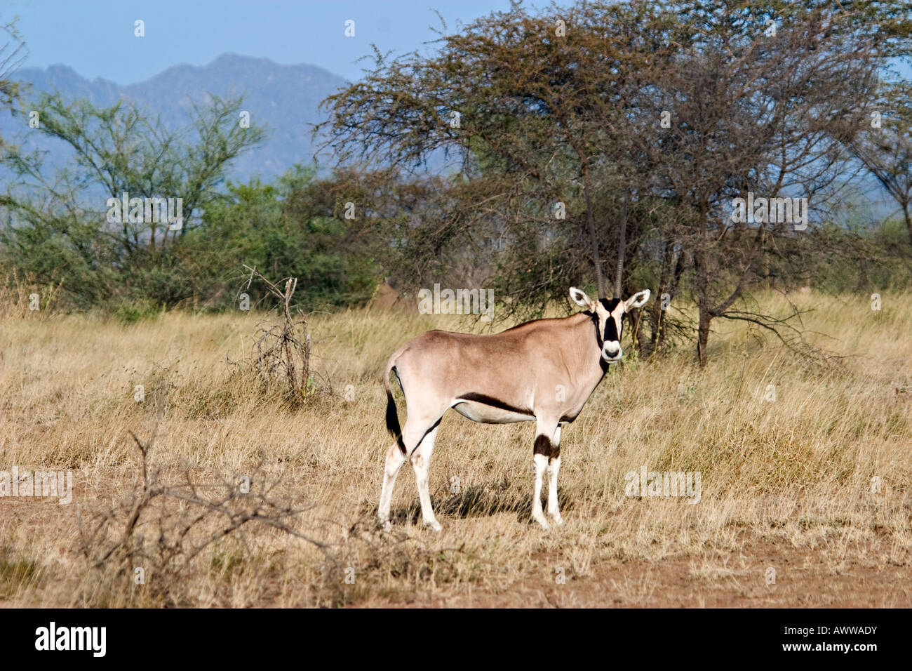 Oryx de beisa (Oryx gazella beisa), Parc national Awash, en Éthiopie, l'Afrique Banque D'Images